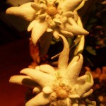 Flor del Edelweiss